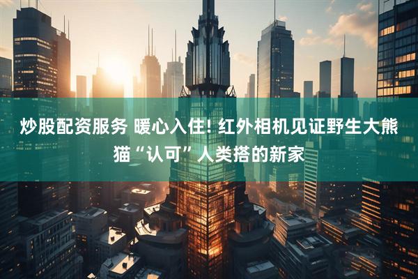 炒股配资服务 暖心入住! 红外相机见证野生大熊猫“认可”人类搭的新家